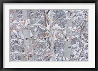 Winter Aspens Closeup Fine Art Print