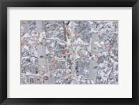 Winter Aspens Closeup Fine Art Print