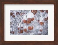 Orchard in Winter Fine Art Print