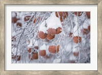 Orchard in Winter Fine Art Print