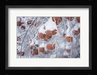 Orchard in Winter Fine Art Print