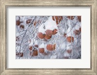 Orchard in Winter Fine Art Print