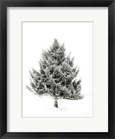 Lone Pine Fine Art Print