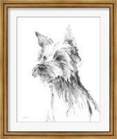 Yorkshire Terrier Sketch Fine Art Print
