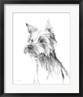 Yorkshire Terrier Sketch Framed Print
