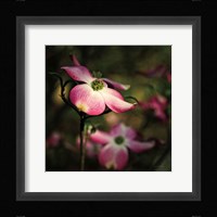 Pink Dogwood II Fine Art Print