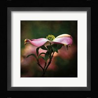 Pink Dogwood I Fine Art Print