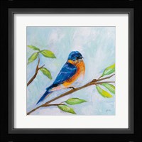 Bluebird Framed Print