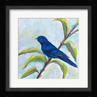 Indigo Bunting Framed Print