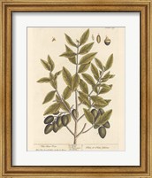 Olive Branch II Fine Art Print