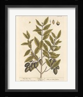 Olive Branch II Framed Print