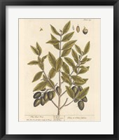 Olive Branch II Framed Print