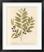 Olive Branch I Framed Print