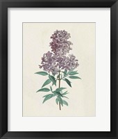 Victorian Garden Flowers III Framed Print