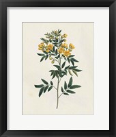 Victorian Garden Flowers I Framed Print