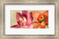 Two Orchids Fine Art Print