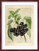 Cherries, After J. Wright Fine Art Print