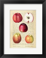 Apple, After Redoute Fine Art Print