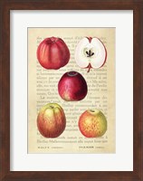 Apple, After Redoute Fine Art Print