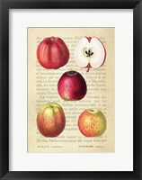 Apple, After Redoute Fine Art Print