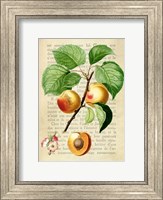Apricot, After Redoute Fine Art Print
