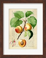 Apricot, After Redoute Fine Art Print