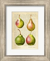 Pears, After Redoute Fine Art Print