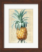 Pineapple, After Redoute Fine Art Print