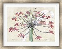Josephine's Lily, After Redoute Fine Art Print