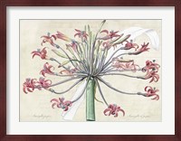 Josephine's Lily, After Redoute Fine Art Print