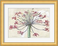 Josephine's Lily, After Redoute Fine Art Print