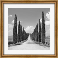 Cypress alley, San Quirico d'Orcia, Tuscany (detail) Fine Art Print