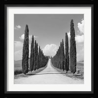 Cypress alley, San Quirico d'Orcia, Tuscany (detail) Fine Art Print