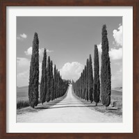 Cypress alley, San Quirico d'Orcia, Tuscany (detail) Fine Art Print