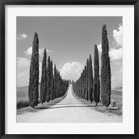 Cypress alley, San Quirico d'Orcia, Tuscany (detail) Fine Art Print