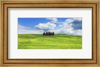 Cypresses, Val d'Orcia, Tuscany (detail) Fine Art Print