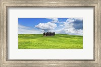 Cypresses, Val d'Orcia, Tuscany (detail) Fine Art Print