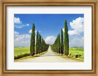 Cypress alley, San Quirico d'Orcia, Tuscany Fine Art Print