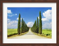 Cypress alley, San Quirico d'Orcia, Tuscany Fine Art Print