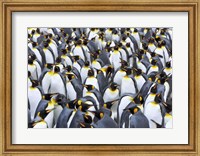 King penguin colony, Antarctica Fine Art Print