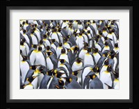 King penguin colony, Antarctica Fine Art Print