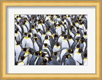 King penguin colony, Antarctica Fine Art Print