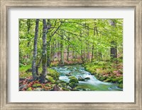 Forest brook through beech forest, Bavaria, Germany Fine Art Print