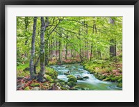 Forest brook through beech forest, Bavaria, Germany Fine Art Print