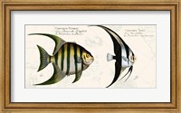 Tropical fish II,  After Bloch Fine Art Print