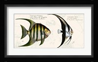 Tropical fish II,  After Bloch Fine Art Print