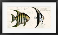 Tropical fish II,  After Bloch Fine Art Print