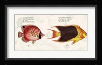 Tropical fish III,  After Bloch Fine Art Print