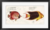 Tropical fish III,  After Bloch Fine Art Print