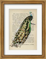 Indian peafowl, After D'Orbigny Fine Art Print